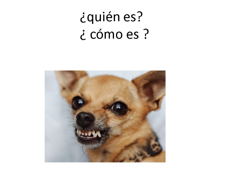 ¿quién es? ¿ cómo es ?